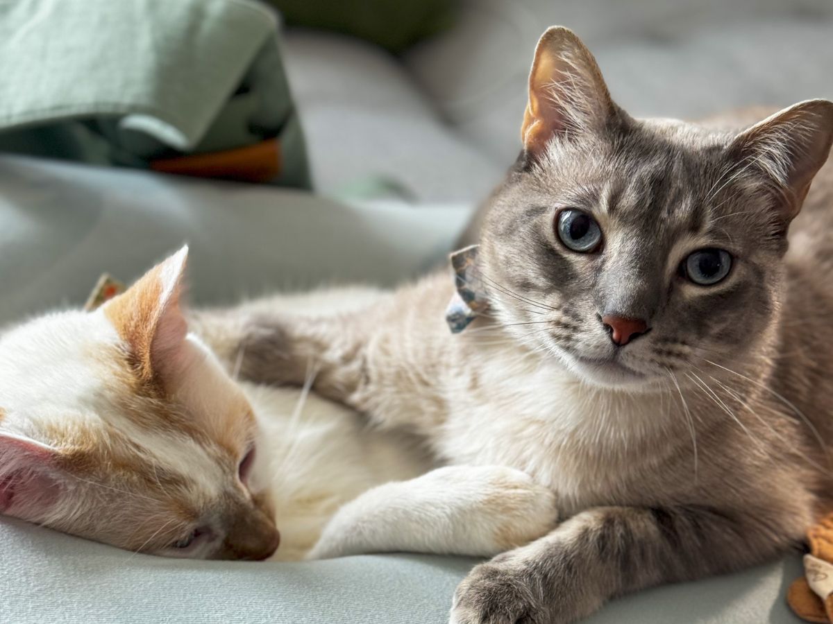 Two cats peacefully resting together