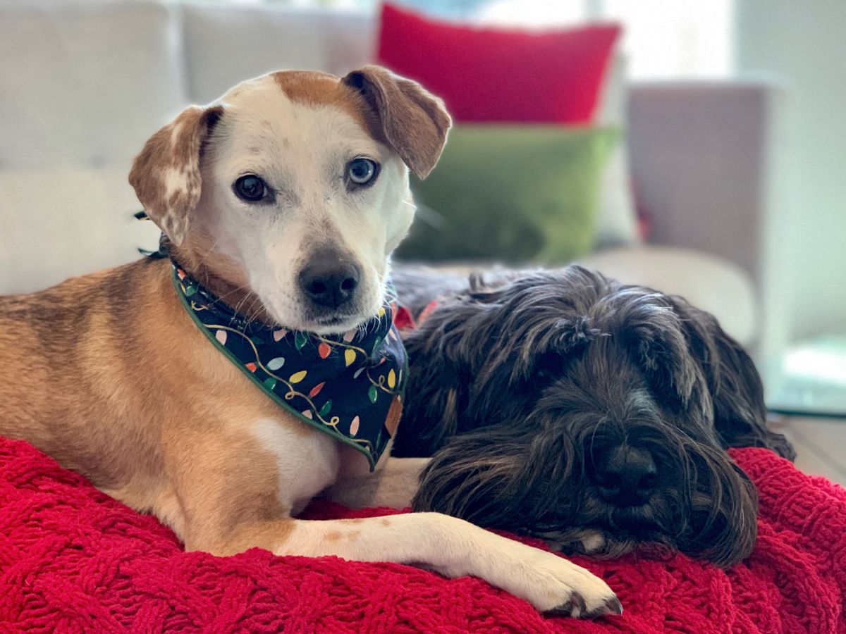 Two dogs comfortably resting on a red dog bed