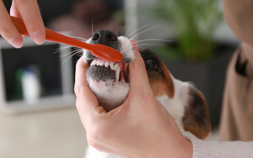 brushing a dog's teeth