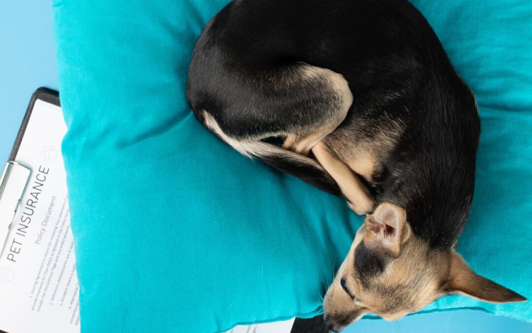 dog peacefully sleeping on a pillow