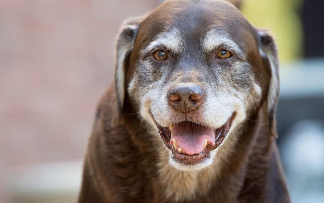 elderly dog smiles warmly