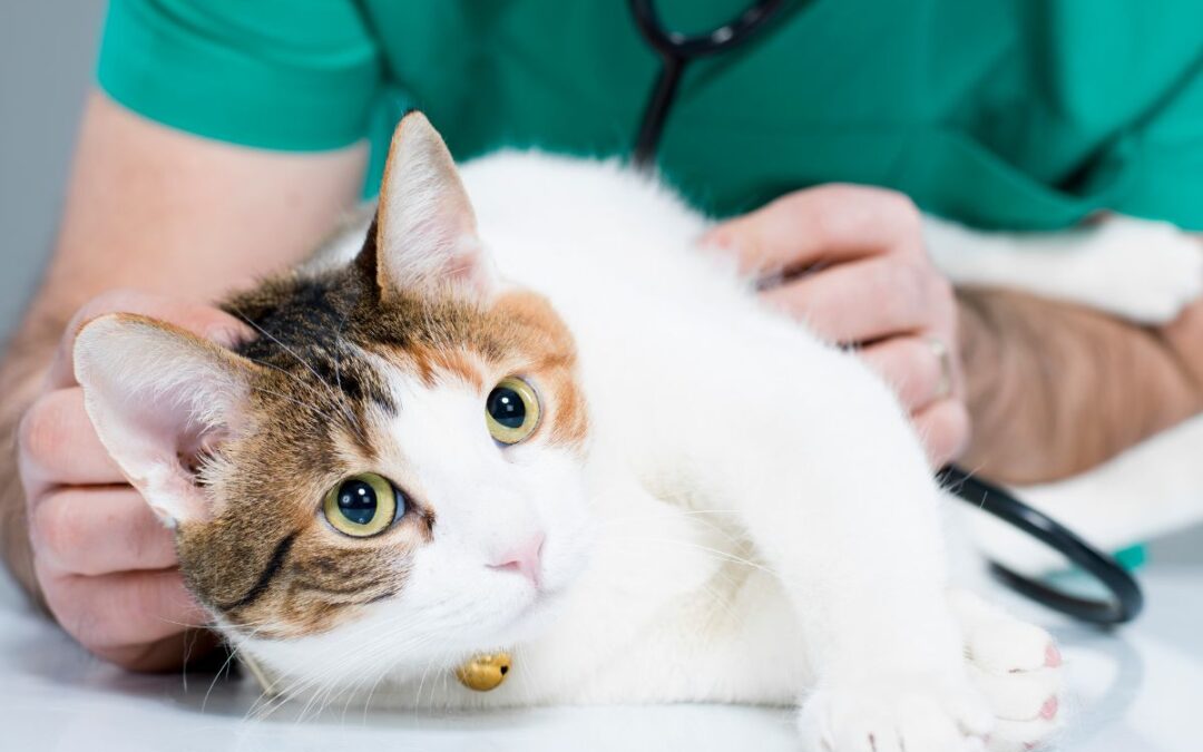 veterinarian examines a cat